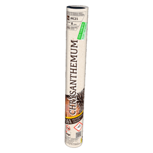 Chrysanthemum - Roman Candles